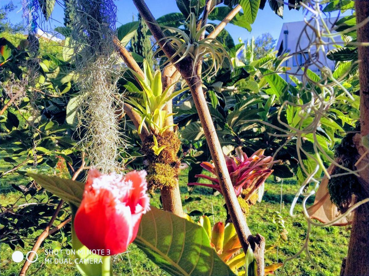 Rochas Shared Apart Garden Refuge Funchal  Zewnętrze zdjęcie