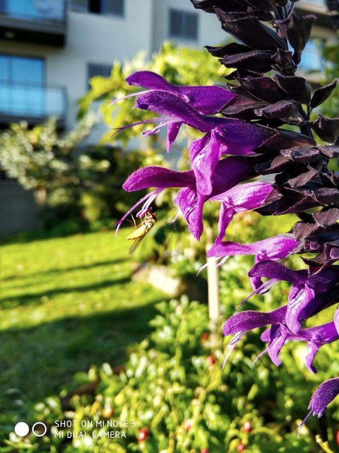 Rochas Shared Apart Garden Refuge Funchal  Zewnętrze zdjęcie